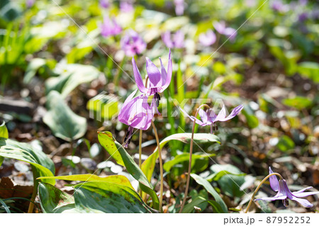 カタクリ（万葉自然公園かたくりの里） 87952252