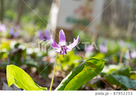 カタクリ（万葉自然公園かたくりの里） 87952253