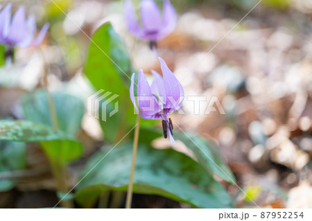 カタクリ(万葉自然公園かたくりの里) カタクリ(万葉自然公園かたくりの里) 87952254