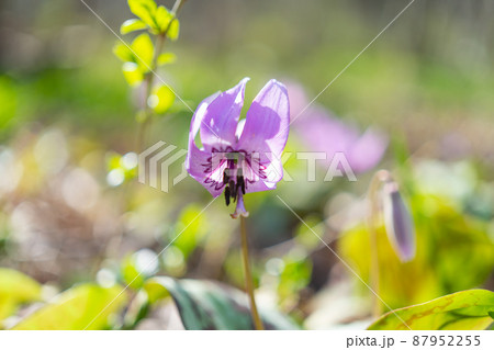 カタクリ（万葉自然公園かたくりの里） 87952255