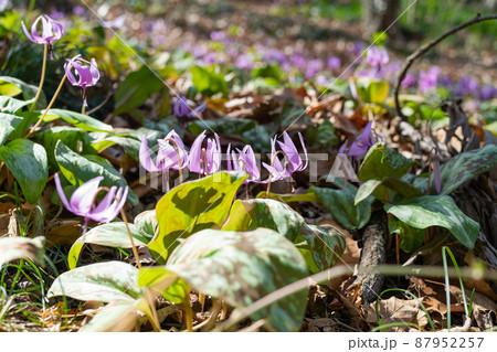 カタクリ（万葉自然公園かたくりの里） 87952257