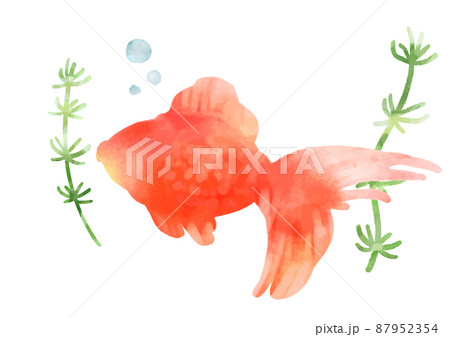 水彩風　美しい　金魚　アイコン 87952354