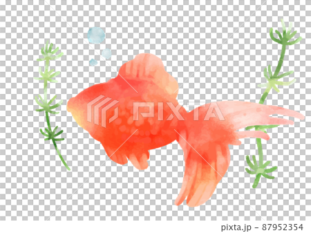 水彩風　美しい　金魚　アイコン 87952354