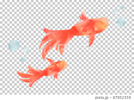金魚　水彩風　かわいい　アイコン 87952359