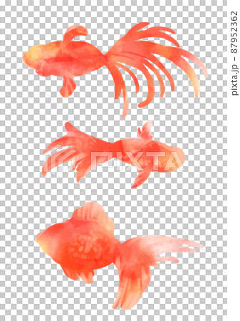 一組 3 種水彩風格的美麗金魚 一組 3 種水彩風格的美麗金魚 87952362