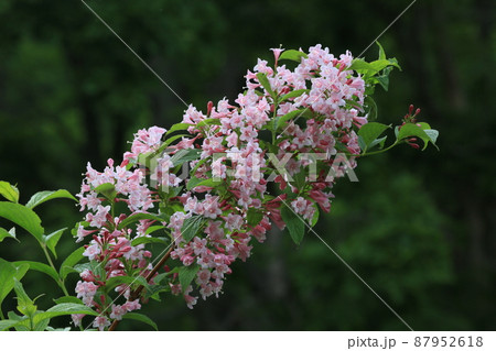 タニウツギ 87952618