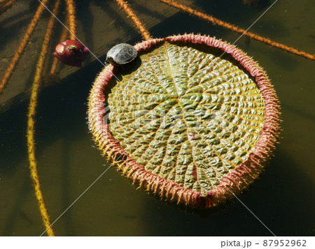 オニバスと亀 87952962