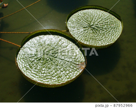 オニバス 87952966