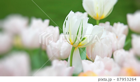 Beautiful tulips. Spring nature background for web banner and card design. 87953264