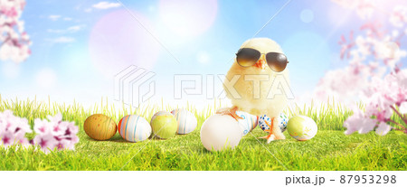 Little cute baby chick on green grass. Yellow newborn baby chick. 87953298