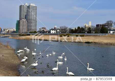 杜の都仙台　広瀬川　広瀬橋上流のオオハクチョウ 87953509