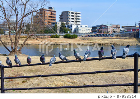 杜の都仙台　広瀬川　広瀬橋上流　白鳥への投餌に集まるハト 87953514