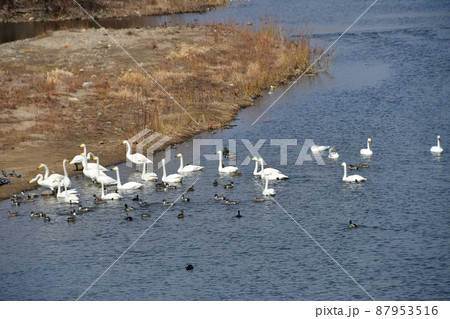 杜の都仙台　広瀬川　広瀬橋上流のオオハクチョウ 87953516