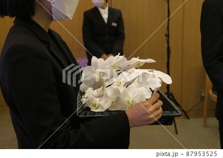 胡蝶蘭を手向けてお別れ 胡蝶蘭を手向けてお別れ 87953525