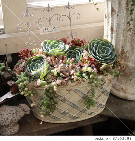 多肉植物♥゛七福神の寄せ植えセット 増量中 多肉植物♥゛七福神の寄せ