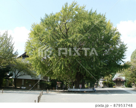 清浄光寺 境内の大銀杏 神奈川県藤沢市 清浄光寺 境内の大銀杏 神奈川県藤沢市 87953748