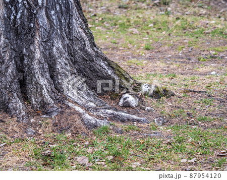 Orange and yellow fallen leaves under a tree. Autumn background with dried leaves in the sunlight. 87954120
