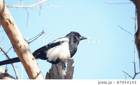 動物 カササギ 鳥 87954143