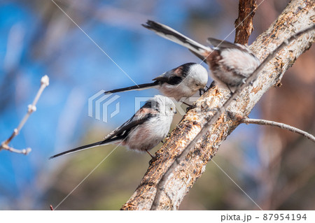 Two European long-tailed tits, latin name Aegithalos caudatus. Two birds sitting on a branch in a deciduous forest. Two European long-tailed tits, latin name Aegithalos caudatus. Two birds sitting on a branch in a deciduous forest. 87954194
