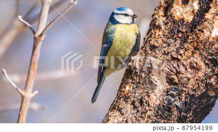 Cute bird, Eurasian blue tit, songbird sitting on a branch without leaves in early spring Cute bird, Eurasian blue tit, songbird sitting on a branch without leaves in early spring 87954199