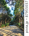 正面からの並木道（縦） 87955037