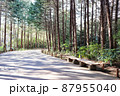 ベンチと並木道（横） 87955040