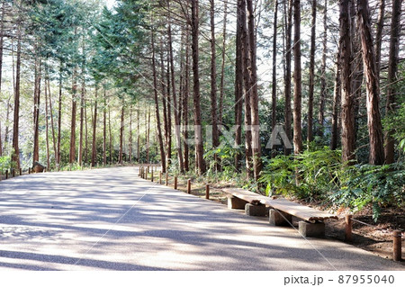 ベンチと並木道（横） 87955040