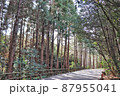 カーブした道の並木道（横） 87955041