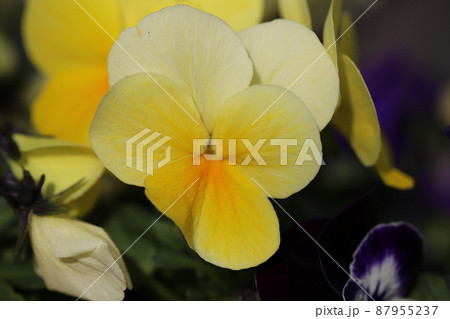 日本の早春の公園に咲くパンジーの花 日本の早春の公園に咲くパンジーの花 87955237