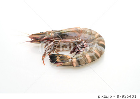 fresh tiger prawn or shrimp 87955401