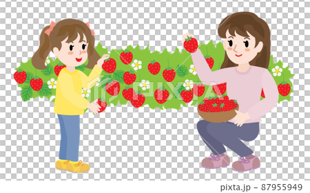 Parents and children picking strawberries 87955949