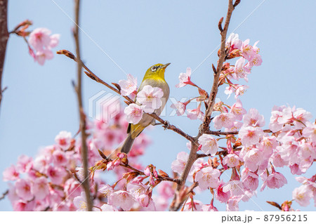 【カンザクラ】蜂須賀桜とメジロ 87956215