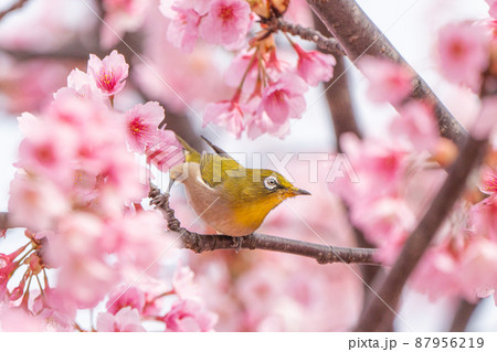 【カンザクラ】蜂須賀桜とメジロ 87956219