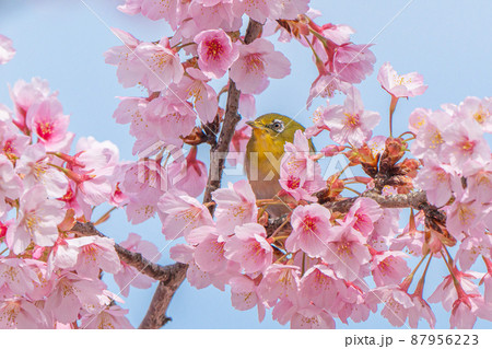 【カンザクラ】蜂須賀桜とメジロ 【カンザクラ】蜂須賀桜とメジロ 87956223
