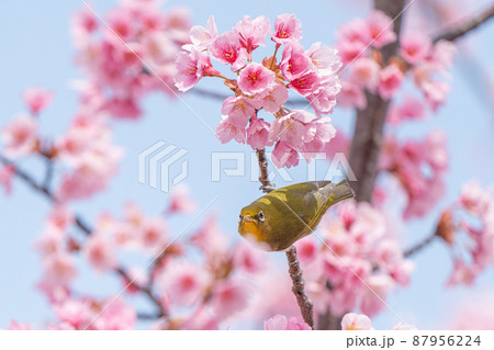 【カンザクラ】蜂須賀桜とメジロ 87956224
