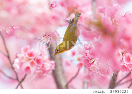 【カンザクラ】蜂須賀桜とメジロ 【カンザクラ】蜂須賀桜とメジロ 87956225