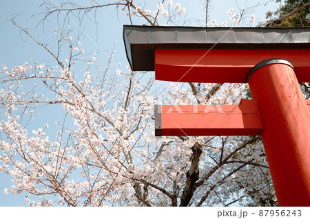 Torii gate with cherry blossom at Himuro shrine in Nara, Japan Torii gate with cherry blossom at Himuro shrine in Nara, Japan 87956243