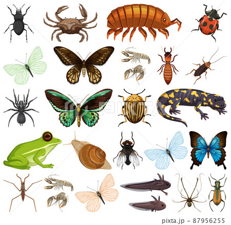 Different kinds of insects and animals on white background Different kinds of insects and animals on white background 87956255