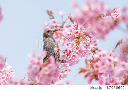 【カンザクラ】蜂須賀桜とヒヨドリ 87956602