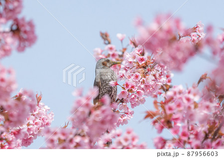 【カンザクラ】蜂須賀桜とヒヨドリ 87956603