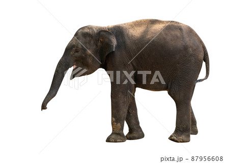 Isolated full body of baby Asian elephant, side view, image of baby elephant on white background, clipping path in file Isolated full body of baby Asian elephant, side view, image of baby elephant on white background, clipping path in file 87956608