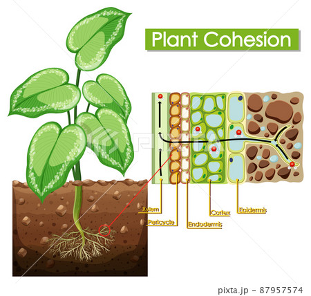 Diagram showing plant cohesion 87957574