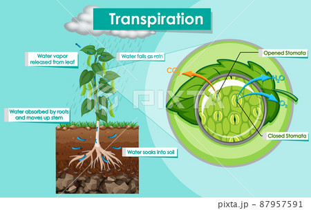 Diagram showing transpiration plant 87957591