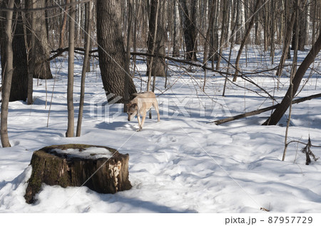 Early spring in a forest 87957729