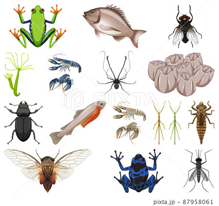 Different kinds of insects and animals on white background 87958061