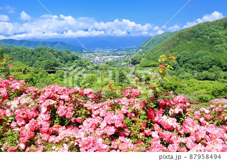 高遠しんわの丘ローズガーデン 87958494