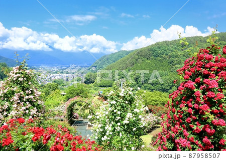 高遠しんわの丘ローズガーデン 87958507