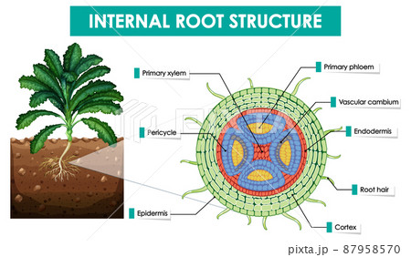 Diagram showing internal root structure 87958570