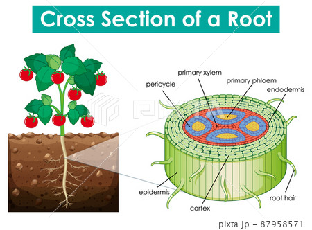 Diagram showing cross section of a root 87958571