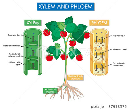 Diagram showing xylem and phloem plant Diagram showing xylem and phloem plant 87958576